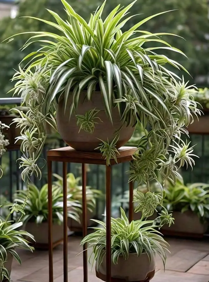 houseplant lovers the secret to keeping your peace lily lush and blooming beautifully facebook