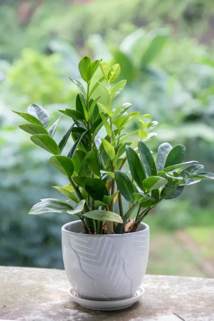 the zz plant a care guide for beginners