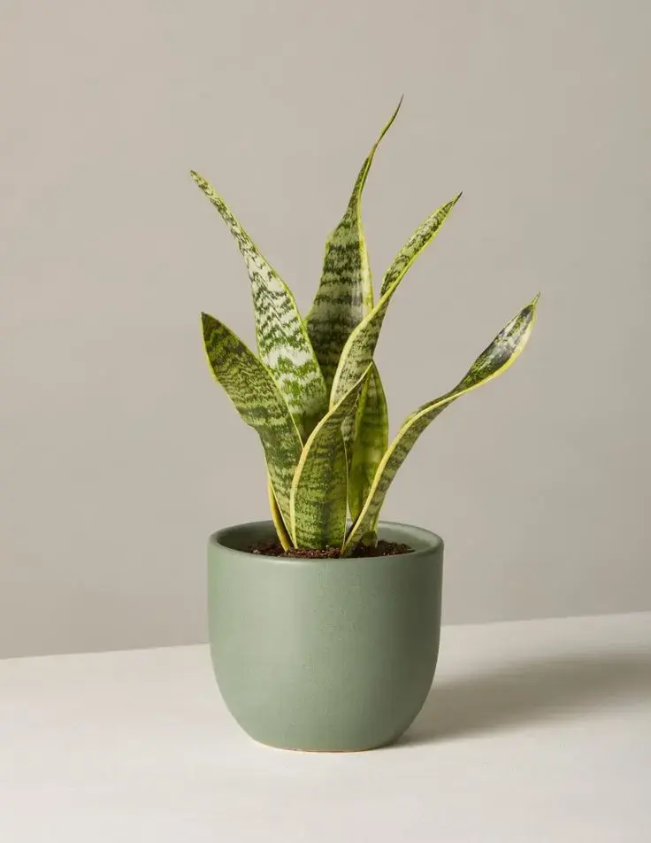 indsoor plants