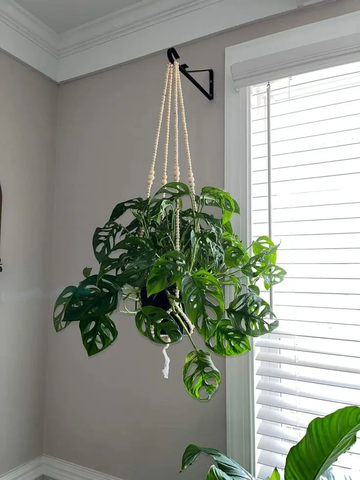 best indoor hanghing plants