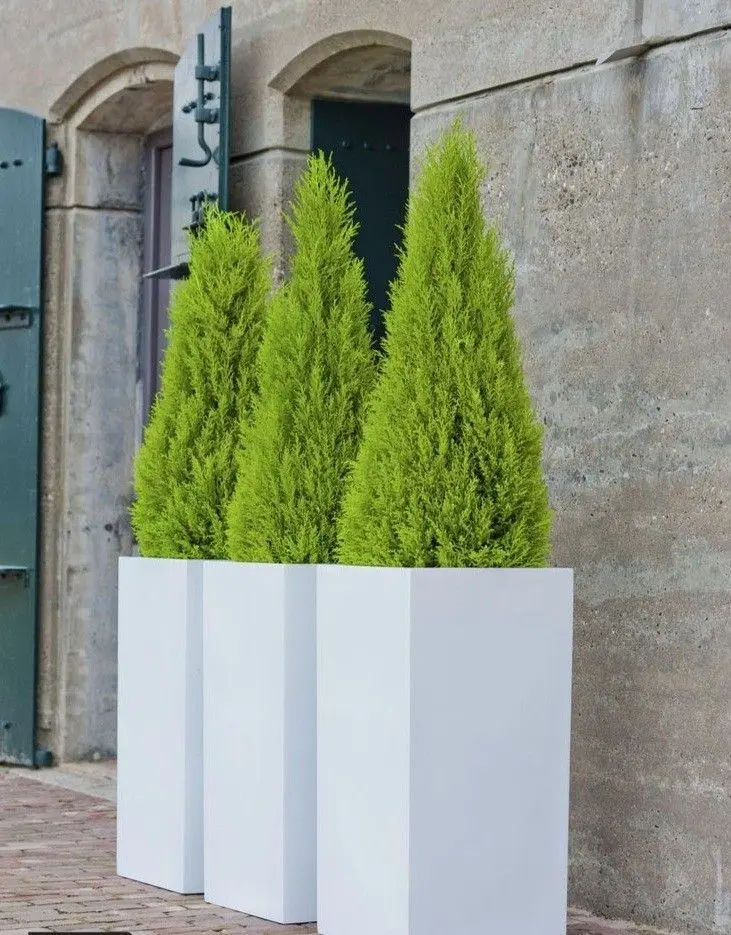 best oudoor plants