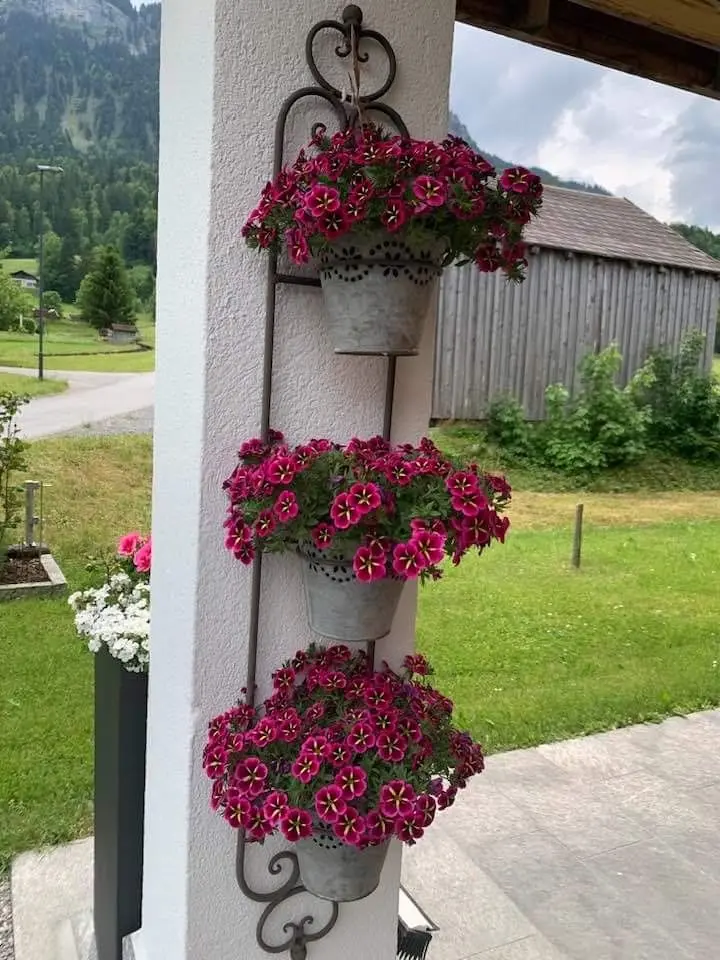 outdoor flowers