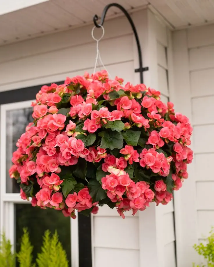 garden flowers