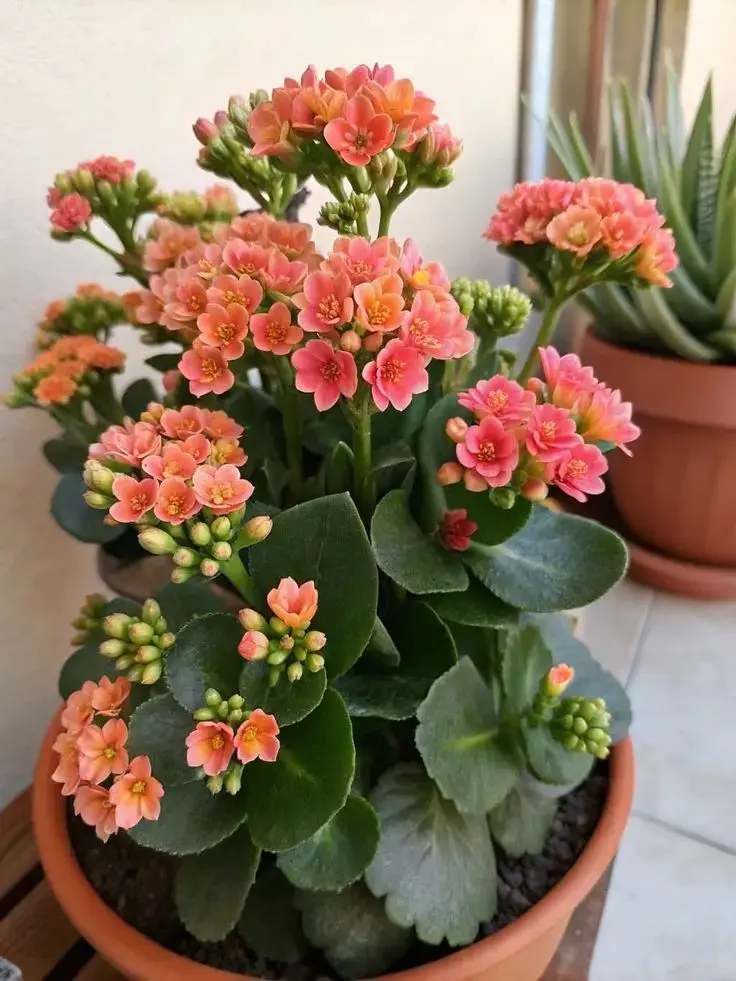 indoorplants