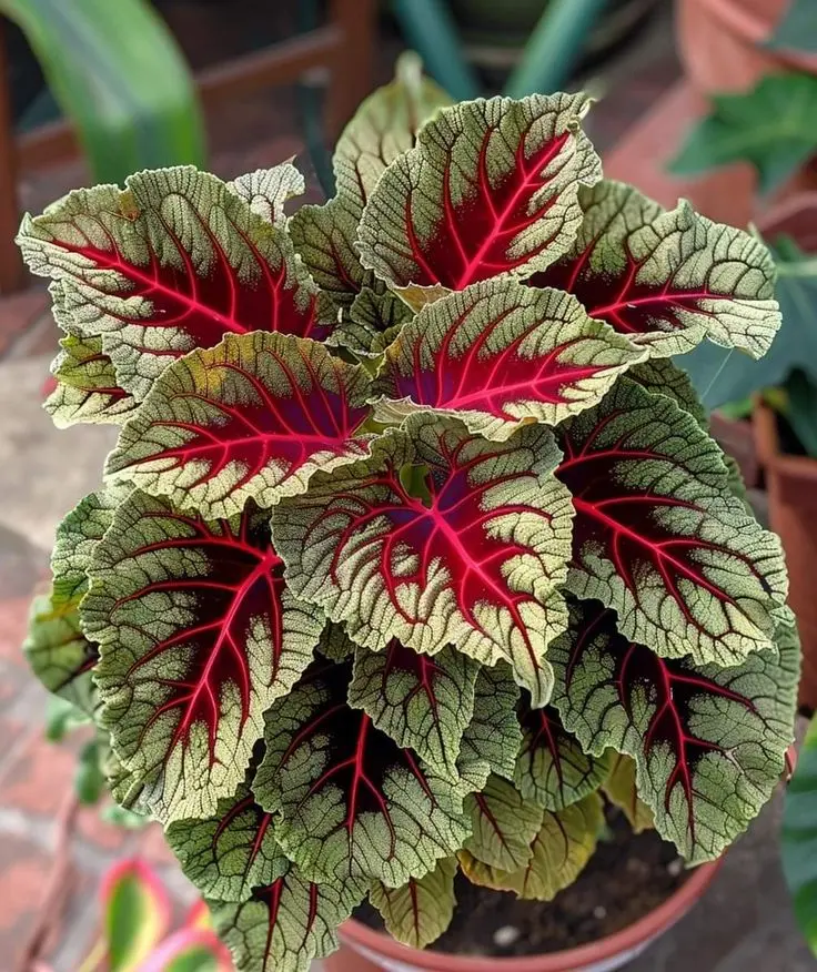 outdoor plant